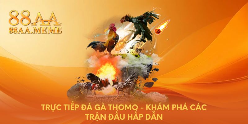 Trực tiếp đá gà Thomo - Khám phá các trận đấu hấp dẫn